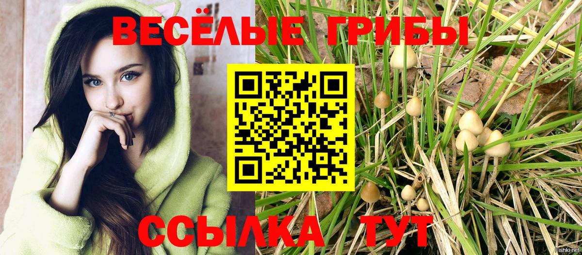 Грозный  цены наркотик  Вход с VPN  Псилоцибиновые грибы Cubensis 